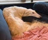 vicar amelia