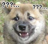 confused dog q marks