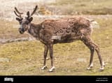 a-young-reindeer-rangifer-tarandus-begins-the-annual-transition-of-losing-its-thick-winter-coat-of-fur-and...antlers-are-covered-with-fuzzy-looking-tissue-that-supplies-blood-to-the-bone-underneath-and-helps-its-rapid-growth-WBA59E