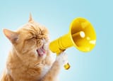 funny-red-cat-holds-yellow-600nw-2280791319