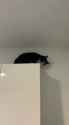 catsorcism_thumb.jpg