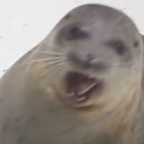bafkreibvnofj5gb7pyjckq7tojzm7kuyupq6kryq3ox2o4aua7kv7ymsqa