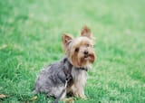 yorkshire-terrier-3