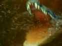 sonic-adventure-plush_thumb.jpg
