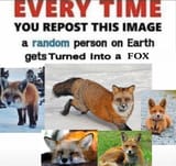 fox repost