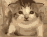 cat-explode-cat-explosion