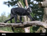 langur monkey