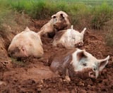 Yorkshire_pigs_at_animal_sanctuary
