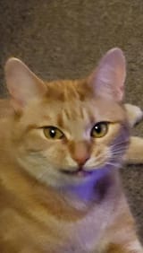 why-is-my-cat-so-smug-v0-oi7ymgzd18wb1