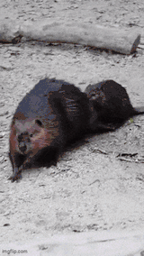 Beaver skater