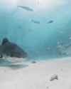 You get eaten by a shark_thumb.jpg