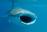 whale-shark-gulf-of-aden-djibouti-amar-guillen-photographer-large-2[1]