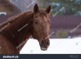 stock-photo-portrait-of-a-very-surprised-brown-horse-1489684058