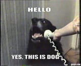 hellodogo
