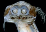 Gigantia_Dave-Johnson-of-Harvard-MCZ-specimen-60585.jpg
