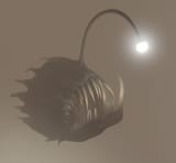 Angler_crop