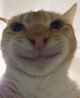 cat135