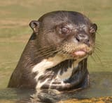 otter