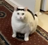 1753973977954437