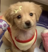 pup