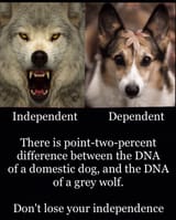 wolf dog
