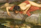 narcissus