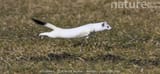 weasel but no gravity