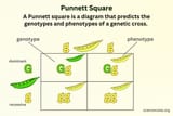 Punnett-Square-Example[1]
