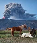 icelandic pony6