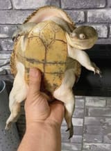 incredulous smug turtle