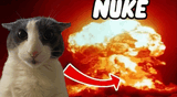 ssoggycat-shark