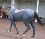 Horse Latex Suit
