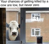 Cowmurder