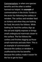 ArcticFoxReindeerCommensalism