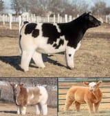 le fluffy cowes