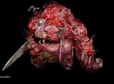 the-monsters-of-silent-hill-f-v0-n08n78bvu15f1