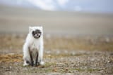 JustFluffMyShedUp