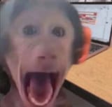 Monkescream