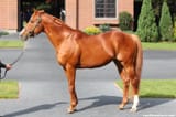IRL_Orfevre