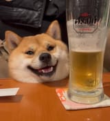 shibebeer