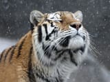 feels good tiger