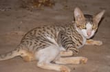 portrait-bronze-arabian-mau-cat-600nw-2371664515
