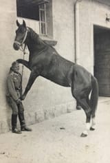 horse kabedon IRL photo