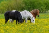 russian horse