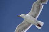 flying-seagull-against-a-summer-sky-peggy-collins