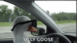 silly-goose
