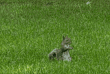 squirrel-nope
