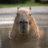 capybara