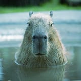 capybara2