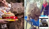 pat the wombat